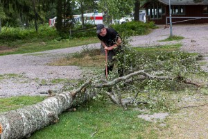 Stormfälld björk.